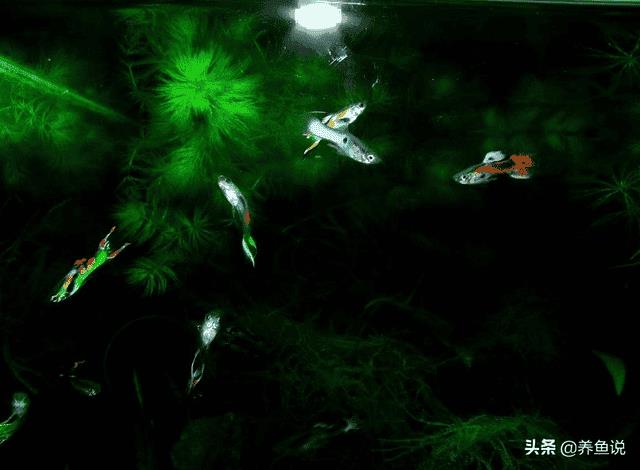 孔雀鱼 水草（孔雀鱼怎么养不容易死）