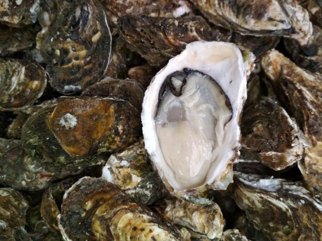 生蚝属于海鲜吗(生蚝是海产品还是淡水产品)