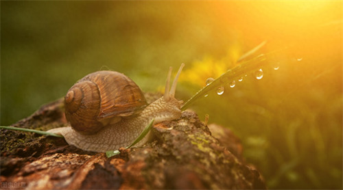 蜗牛哪里可以找到(如何快速找到蜗牛)