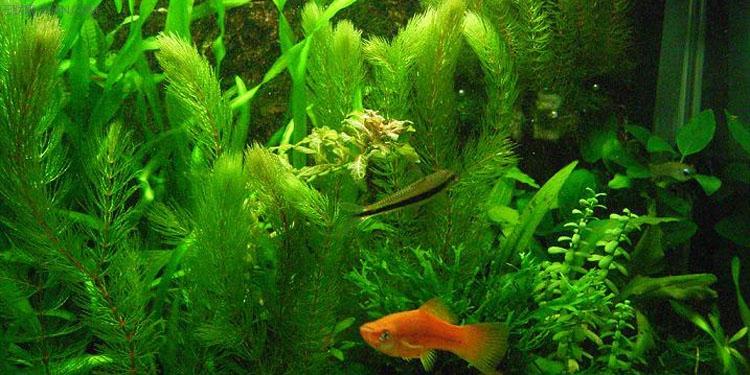 金鱼藻是藻类植物吗(金鱼藻属于什么生物)