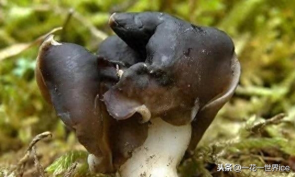 巴楚蘑菇多少钱一公斤(巴楚蘑菇价格真实情况)