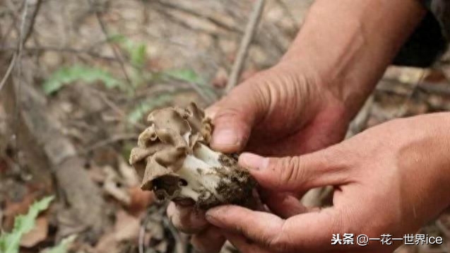 巴楚蘑菇多少钱一公斤(巴楚蘑菇价格真实情况)