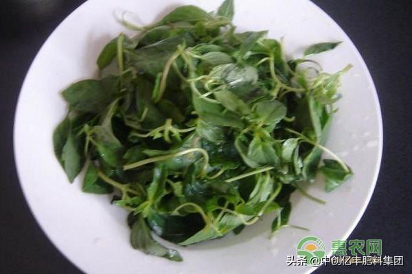 荆芥什么时候种(荆芥八月份可以种吗)