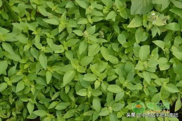 荆芥什么时候种(荆芥八月份可以种吗)