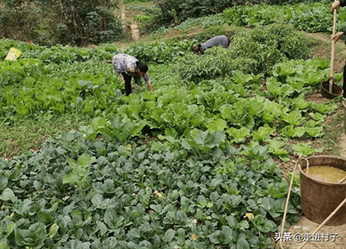 人尿怎么发酵做肥料(人尿发酵简单方法)