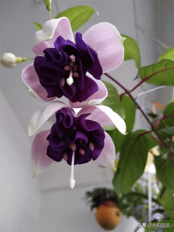 吊钟海棠的养殖方法和注意事项(吊钟海棠的花语是什么)