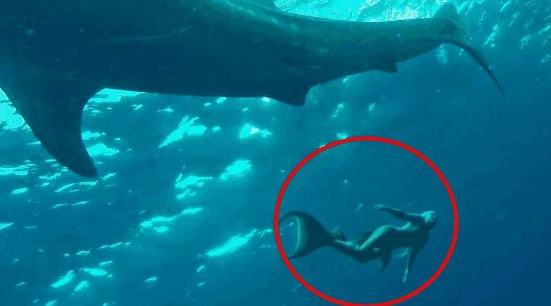 世界上存不存在美人鱼这种生物呢（美人鱼真的存在吗）