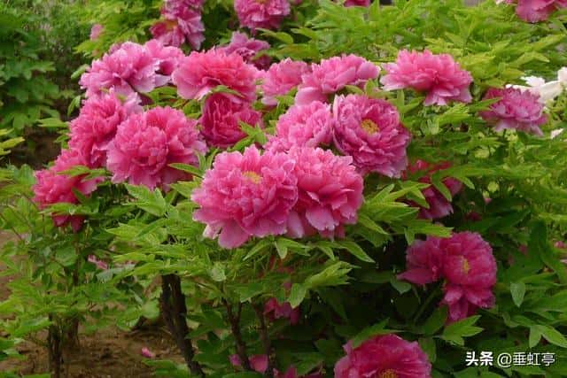 王昌龄七绝边塞诗的特点(七绝圣手是指哪位诗人)