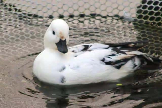 柯尔鸭 成年(小鸭子认主人吗是什么品种)