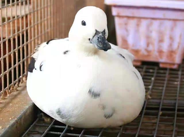 柯尔鸭 成年(小鸭子认主人吗是什么品种)