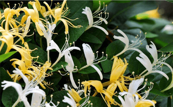 金银花产地主要分布在哪里(金银花哪的最正宗)