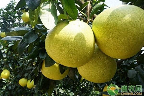柚子什么时候套袋好(柚子套袋和不套袋的区别)