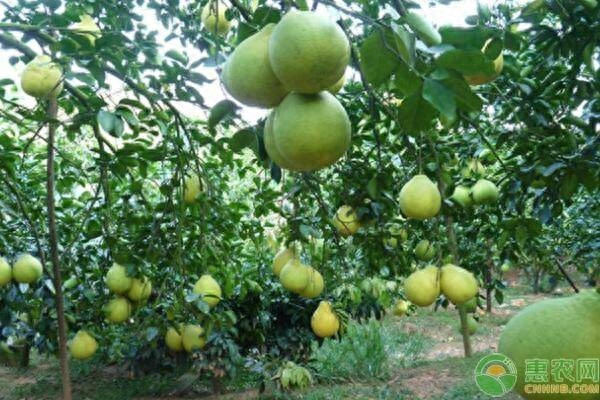 柚子什么时候套袋好(柚子套袋和不套袋的区别)