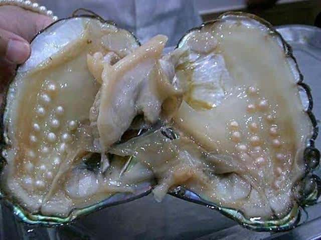 取出珍珠蚌壳还能活吗（把珍珠取出来蚌会死吗）