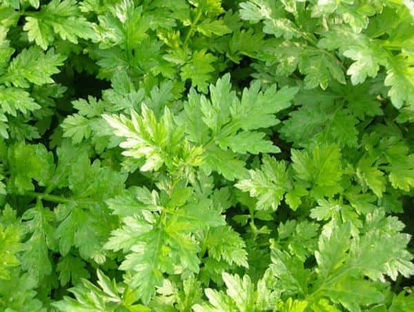 描写绿树成荫的诗句有哪些（赞美绿树成荫的诗句唯美）