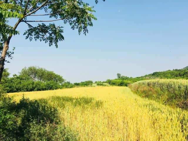 描写绿树成荫的诗句有哪些（赞美绿树成荫的诗句唯美）