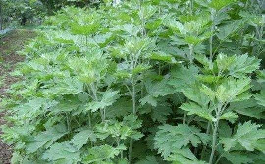 描写绿树成荫的诗句有哪些（赞美绿树成荫的诗句唯美）