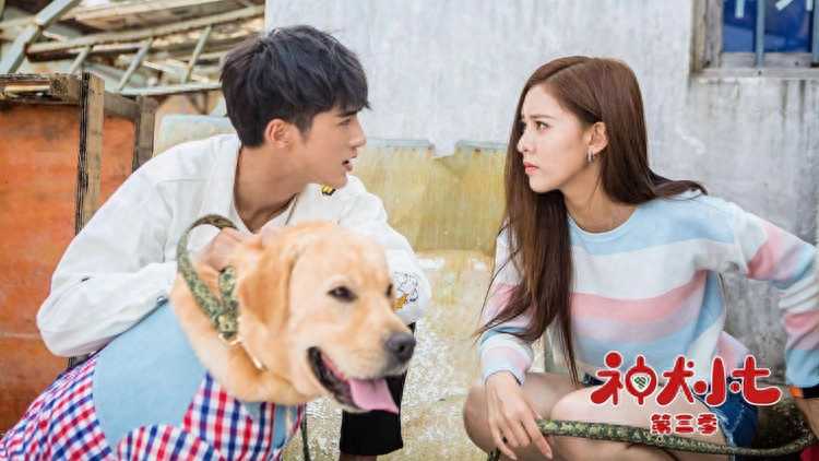 神犬小七演员表(《神犬小七3》今晚大收官)