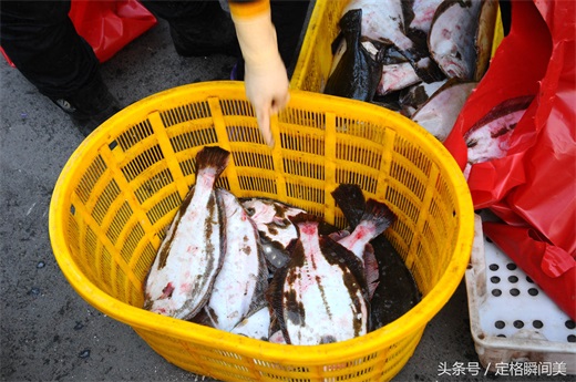 青岛早市  新鲜海货不多 养殖鸦片鱼18一斤 纯海捕野味还需等半月