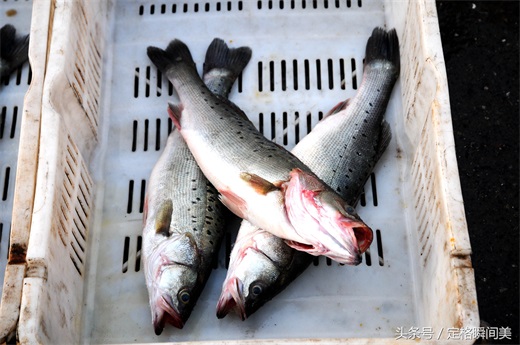 青岛早市  新鲜海货不多 养殖鸦片鱼18一斤 纯海捕野味还需等半月