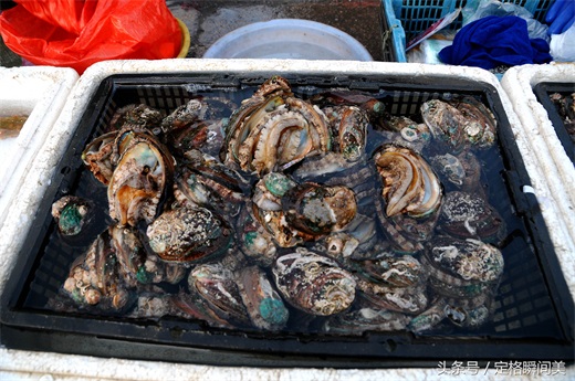 青岛早市  新鲜海货不多 养殖鸦片鱼18一斤 纯海捕野味还需等半月