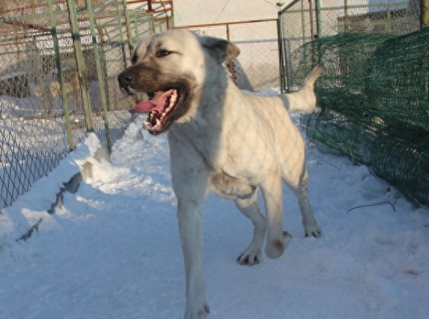 土耳其的骄傲~坎高犬，有了它比特犬不再是猛犬神话