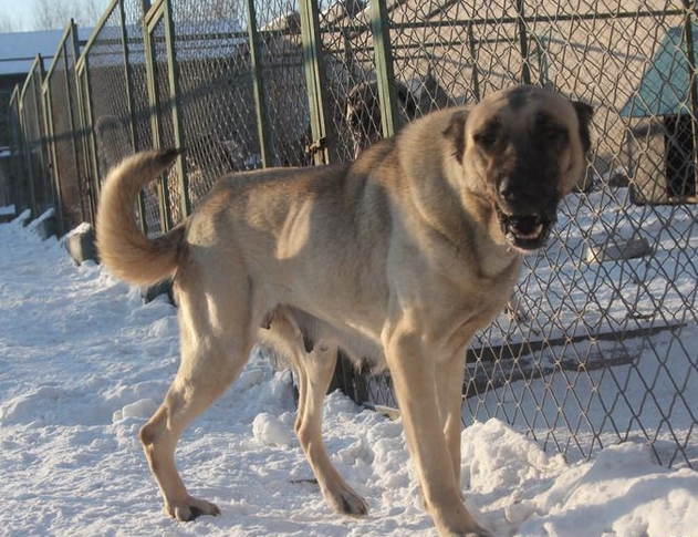 土耳其的骄傲~坎高犬，有了它比特犬不再是猛犬神话