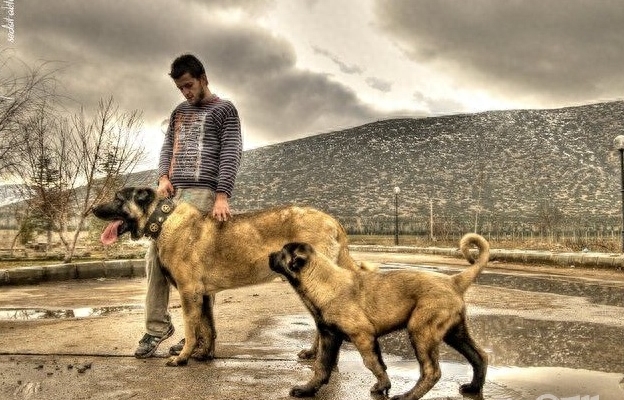 土耳其的骄傲~坎高犬，有了它比特犬不再是猛犬神话