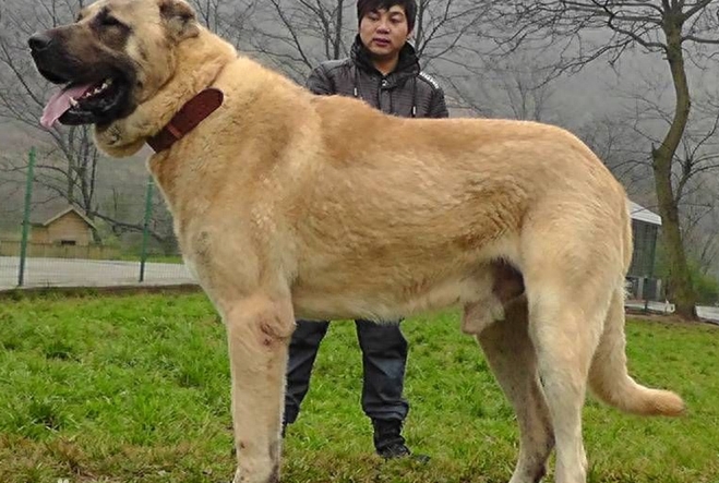 土耳其的骄傲~坎高犬，有了它比特犬不再是猛犬神话