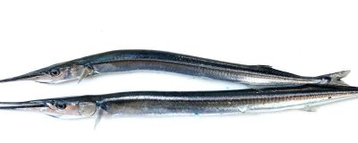 ​绿色刺的鱼叫什么 绿色的刺是什么鱼