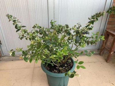 ​蓝莓土怎么配最好(蓝莓土壤调酸最好 *** )