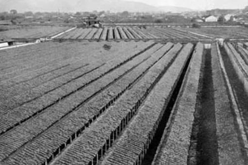 清朝科举考试为何会死那么多人?