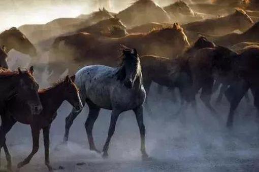 秦国是谁建立的?全拜周孝王所赐