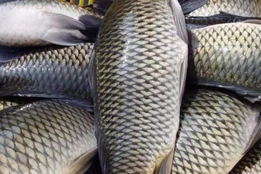 古代渔民是如何保证鱼新鲜的?弓鱼技术是什么?