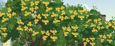 ​桂花树能与哪种植物嫁接