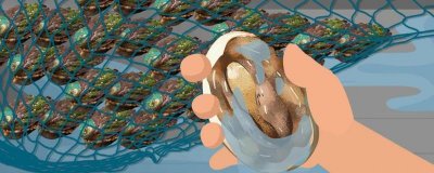 ​鲍鱼蒸几分钟