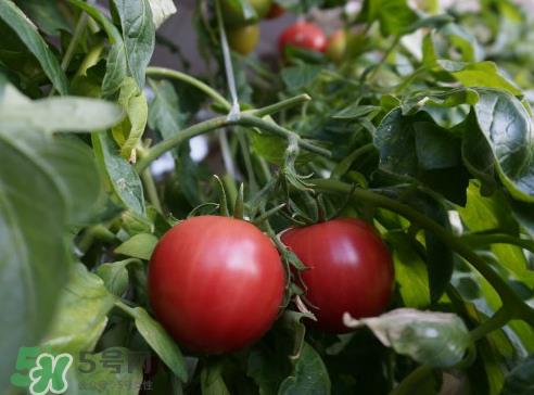 七月份能种西红柿吗?七月份大棚能种番茄吗? 七月份能种西红柿吗?七月份大棚能种番茄吗?