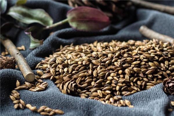 大麦茶可以天天喝吗 大麦茶长期喝会怎样 大麦茶可以天天喝吗 大麦茶长期喝会怎样