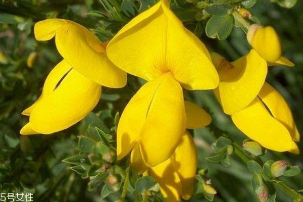 金雀花的花语是什么呢 金雀花应该怎么养殖呢