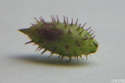 ​苍耳是一种什么植物呢 苍耳有什么作用呢