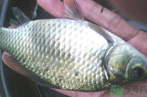 鳝鱼可以和鲫鱼一起吃吗?鳝鱼能和鲫鱼同吃吗?