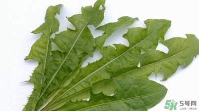 蒲公英的根和叶哪个好?蒲公英叶和根的功效 蒲公英的根和叶哪个好?蒲公英叶和根的功效