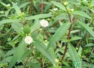 蒲公英的根和叶哪个好?蒲公英叶和根的功效 蒲公英的根和叶哪个好?蒲公英叶和根的功效