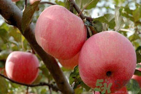 苹果什么时候吃最好 吃苹果的最佳时间 苹果什么时候吃最好 吃苹果的最佳时间