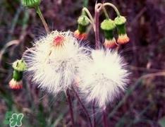蒲公英可以和金银花一起泡水喝吗?蒲公英金银花泡水的功效 蒲公英可以和金银花一起泡水喝吗?蒲公英金银花泡水的功效