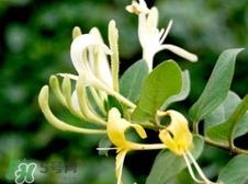 蒲公英可以和金银花一起泡水喝吗?蒲公英金银花泡水的功效 蒲公英可以和金银花一起泡水喝吗?蒲公英金银花泡水的功效