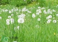 蒲公英可以和金银花一起泡水喝吗?蒲公英金银花泡水的功效 蒲公英可以和金银花一起泡水喝吗?蒲公英金银花泡水的功效