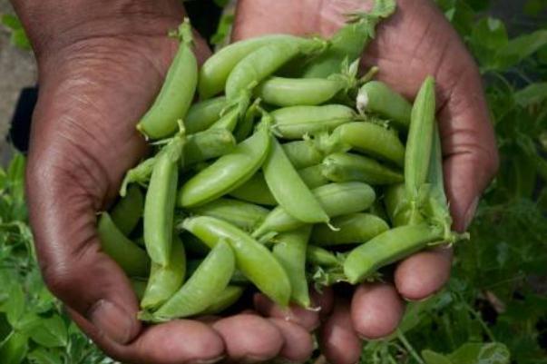 豌豆要焯水再炒吗 豌豆要煮多久才可以吃