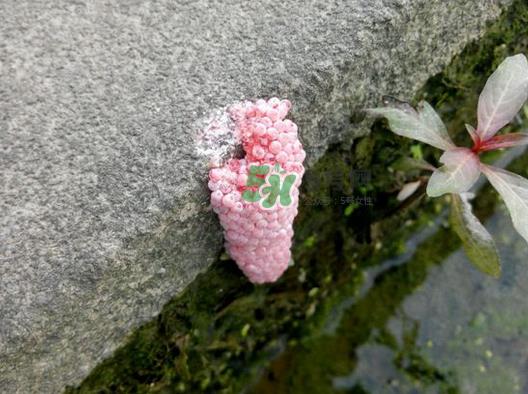 福寿螺卵怎么孵化?福寿螺卵多久孵化?