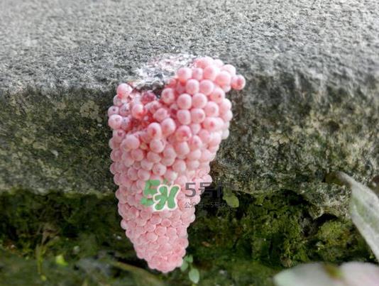 福寿螺卵怎么孵化?福寿螺卵多久孵化?